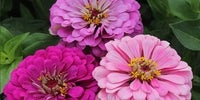 Zinnia Art Deco Fiore Mix Seeds for Stylish, Colorful Zinnia Blooms