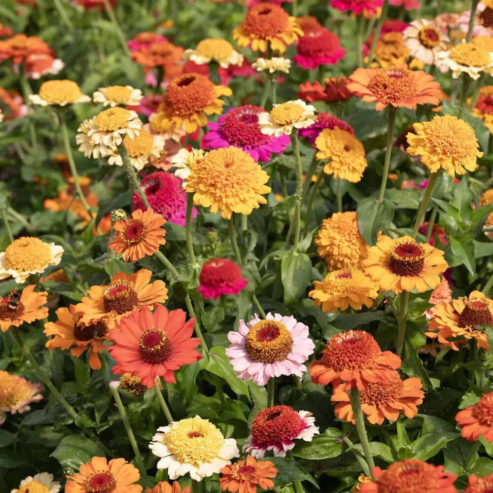 Mix Zinnia Scabiosa Annual Seeds for Planting