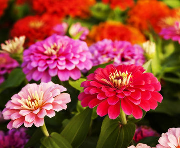 Single Petal Zinnia Mix Flower seeds for Planting Premium Quality Heirloom & GMO Free Seeds for Home Garden 
 
 Sale