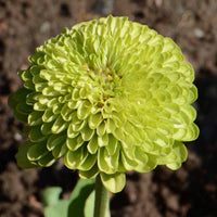 Green Zinnia Elegans Flower seeds for Planting Premium Quality Heirloom & GMO Free Seeds for Home Garden
 
 Sale