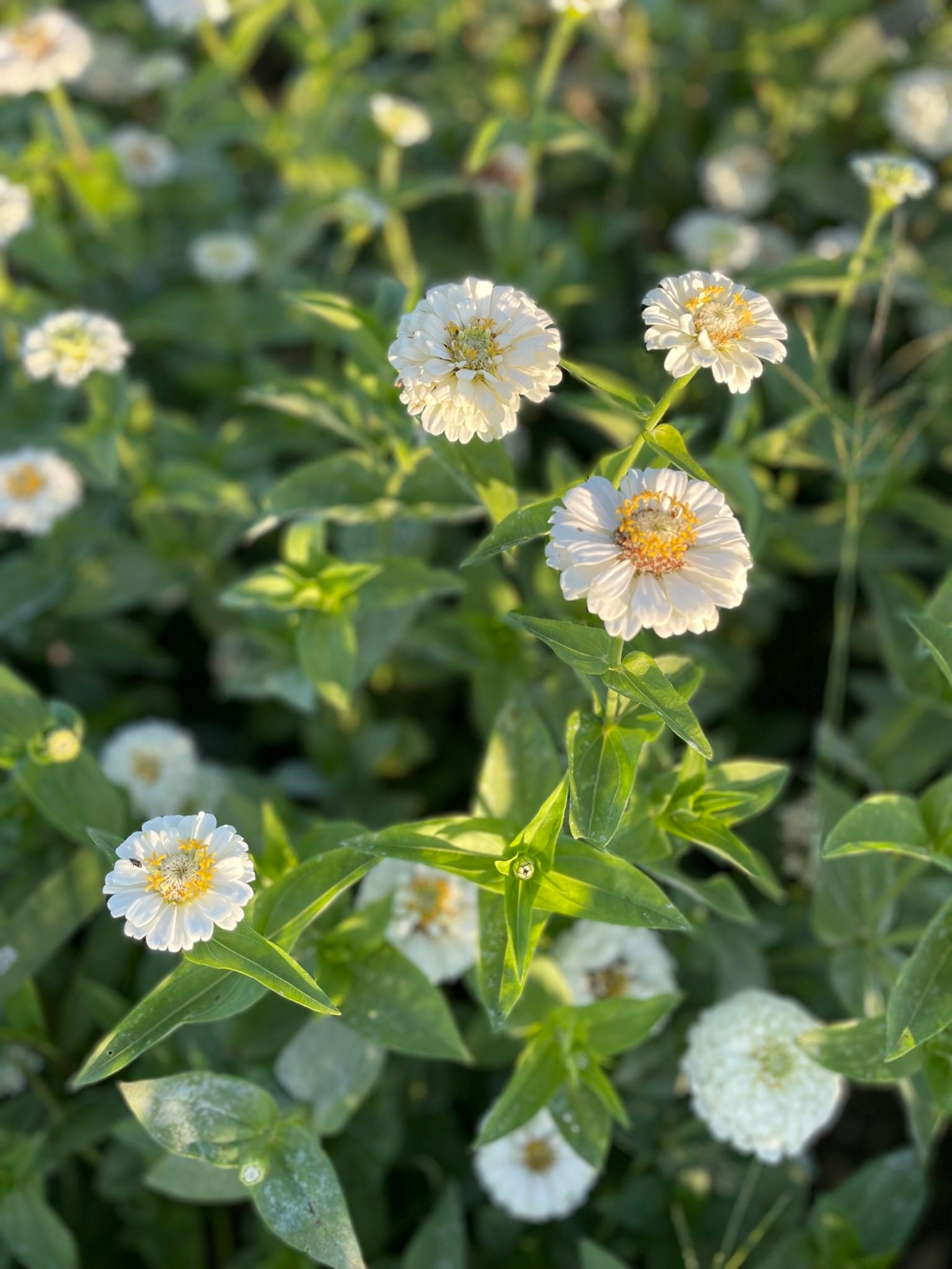 White Oklahoma Flower seeds for Planting - Vibrant Colors, Heirloom & GMO Free Seeds for Home Garden