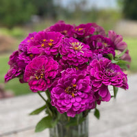 Lavender Zinnia Flower seeds for Planting - Seasonal Bloomer, Heirloom & GMO Free Seeds for Home Garden