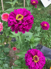 Purple Zinnia Flower seeds for Planting Hardy Variety Heirloom & GMO Free Seeds for Home Garden 
 
 Sale