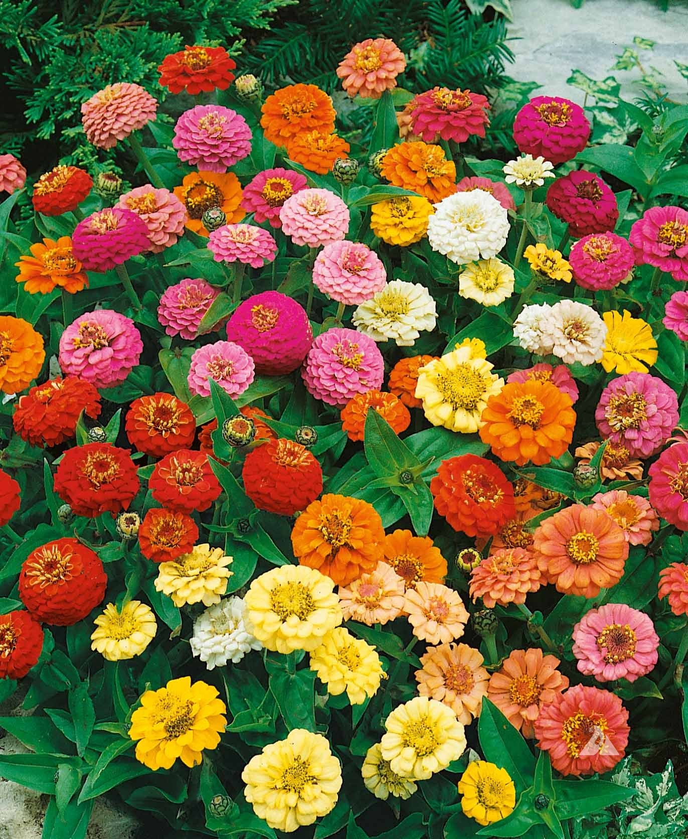 Mixed Thumbelina Flower seeds for Planting Low Maintenance Heirloom & GMO Free Seeds for Home Garden 
 
 Sale