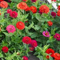 Medallion Flower Seeds for Planting Zinnia elegans for flower beds and garden landscapes