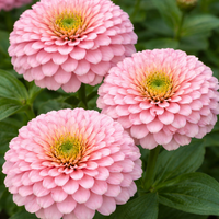 Zinnia Benary Giant Pink Seeds for Bright, Pink Zinnia Blooms