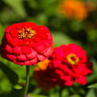 Brown Red Zinnia Flower seeds for Planting Shade Tolerant Heirloom & GMO Free Seeds for Home Garden