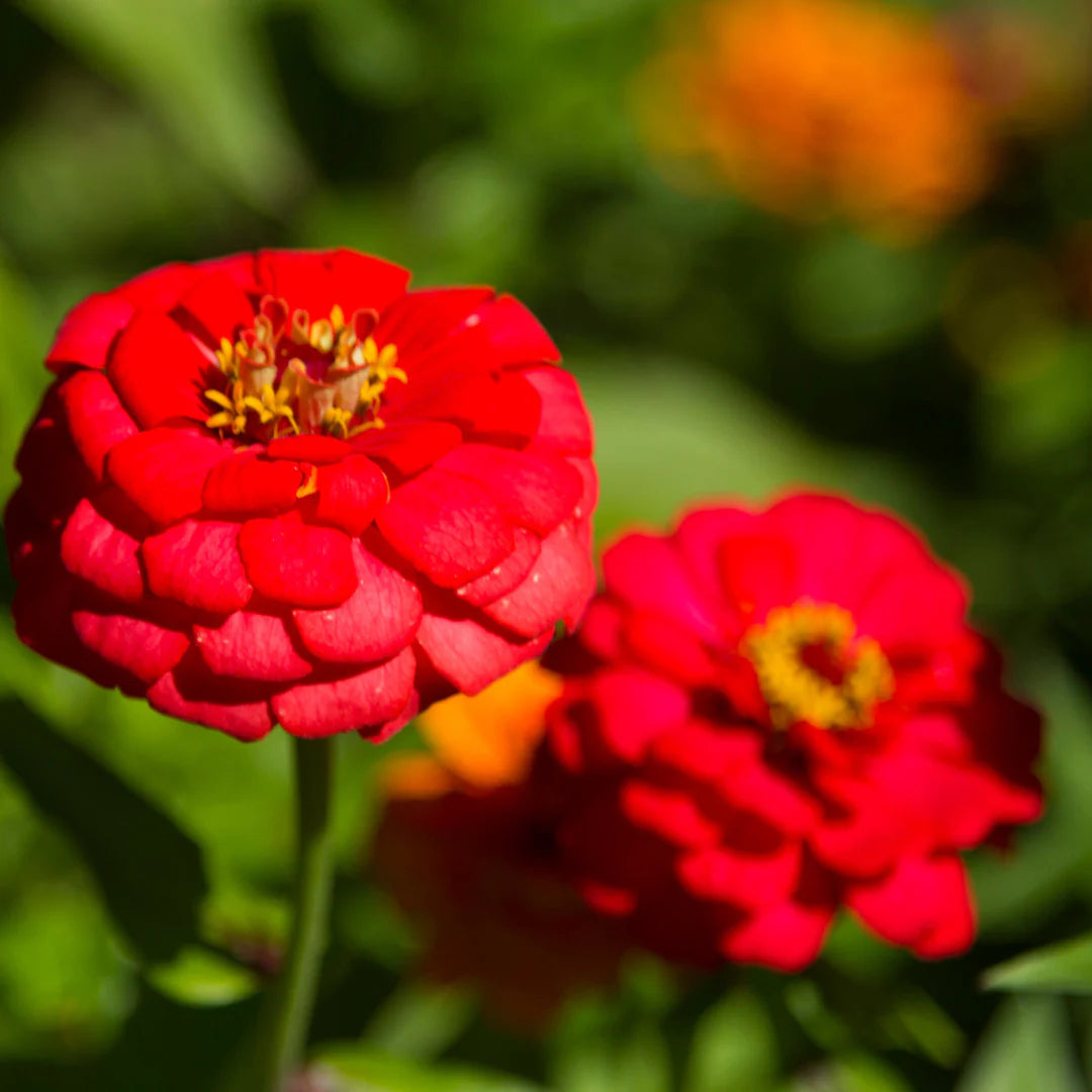 Red Zinnia Flower seeds for Planting Bright Blooms Heirloom & GMO Free Seeds for Home Garden
 
 Sale