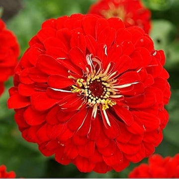 Zinnia Red Seeds for Planting