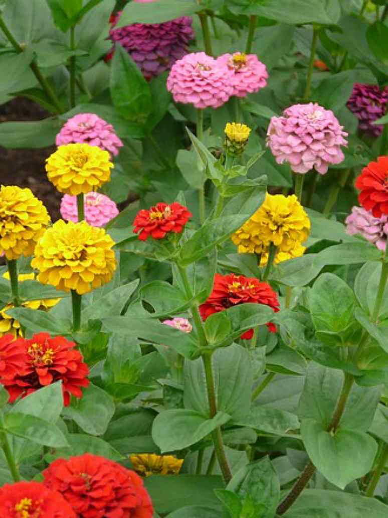 Light Yellow Red Dahlia Flower Seeds for Planting Drought Tolerant Heirloom & GMO Free Seeds for Home Garden
 
 Sale