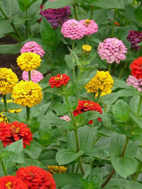 Light Yellow Red Dahlia Flower Seeds for Planting Drought Tolerant Heirloom & GMO Free Seeds for Home Garden
 
 Sale