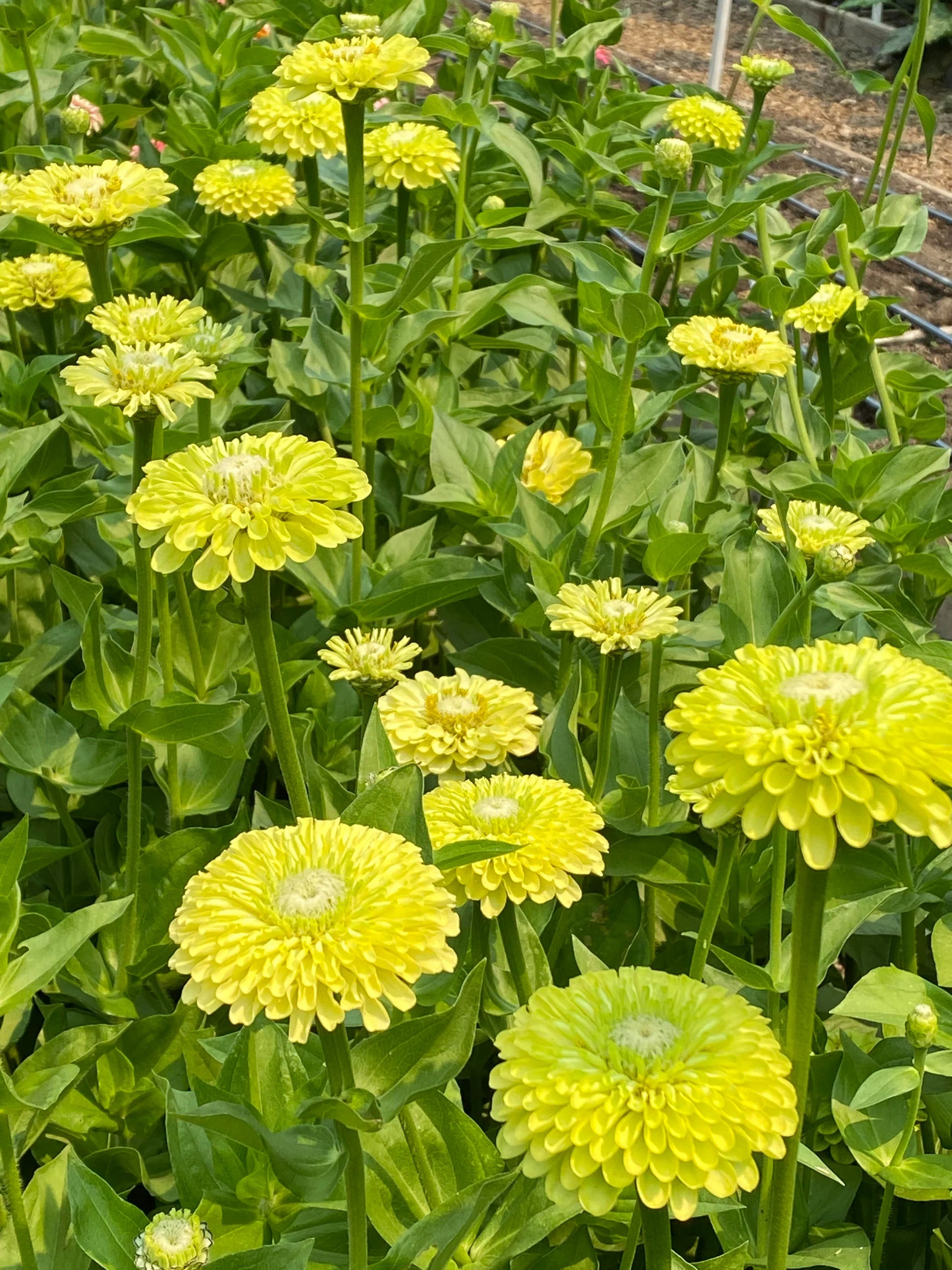 Green Zinnia Envy Chartruse Double Selection Seeds for Vibrant Garden Flowers