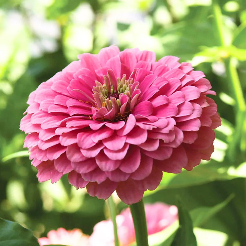 Zinnia Benary Giant Pink Seeds for Bright, Pink Zinnia Blooms