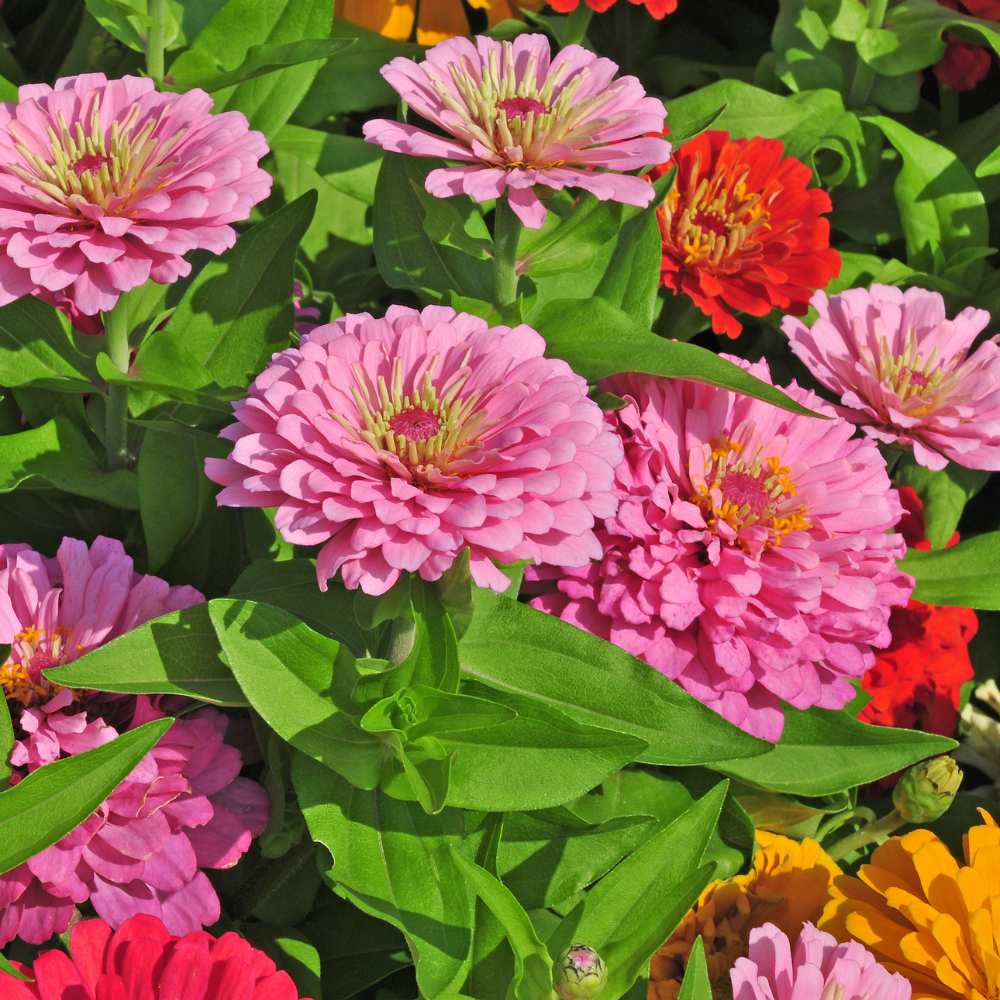 Mixed Zinnia Flower seeds for Planting - Vibrant Colors, Heirloom & GMO Free Seeds for Home Garden