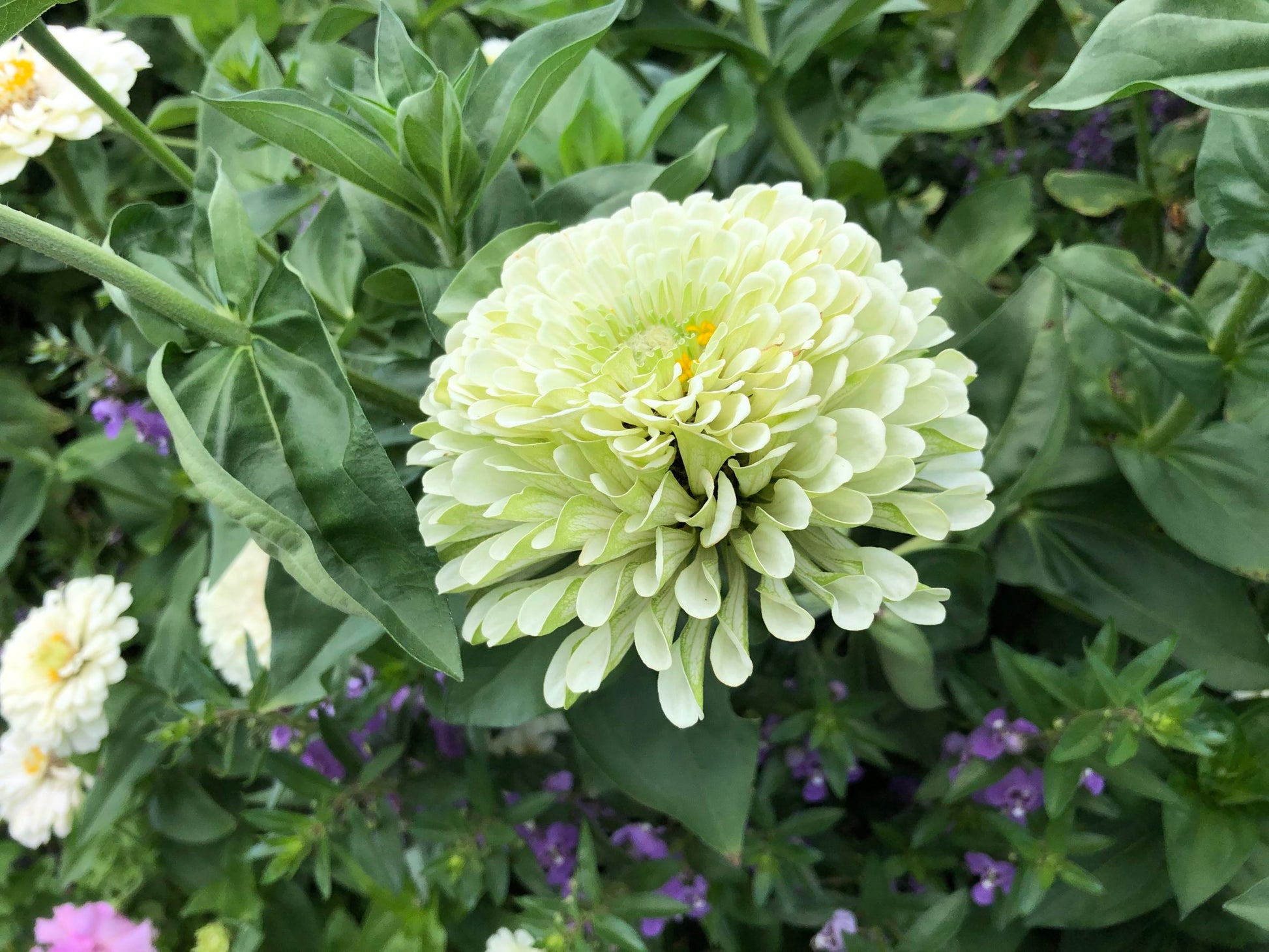Zinnia Benary Giant White Seeds for Large, White Zinnia Blooms