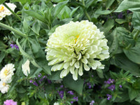 Zinnia Benary Giant White Seeds for Large, White Zinnia Blooms