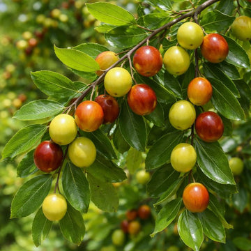 Mauritiana Fruit Seeds for Spring and Summer Planting