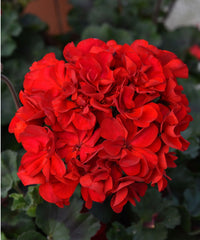 Light Red Geranium Flower Seeds for Planting | Annual Seeds for Vibrant Gardens