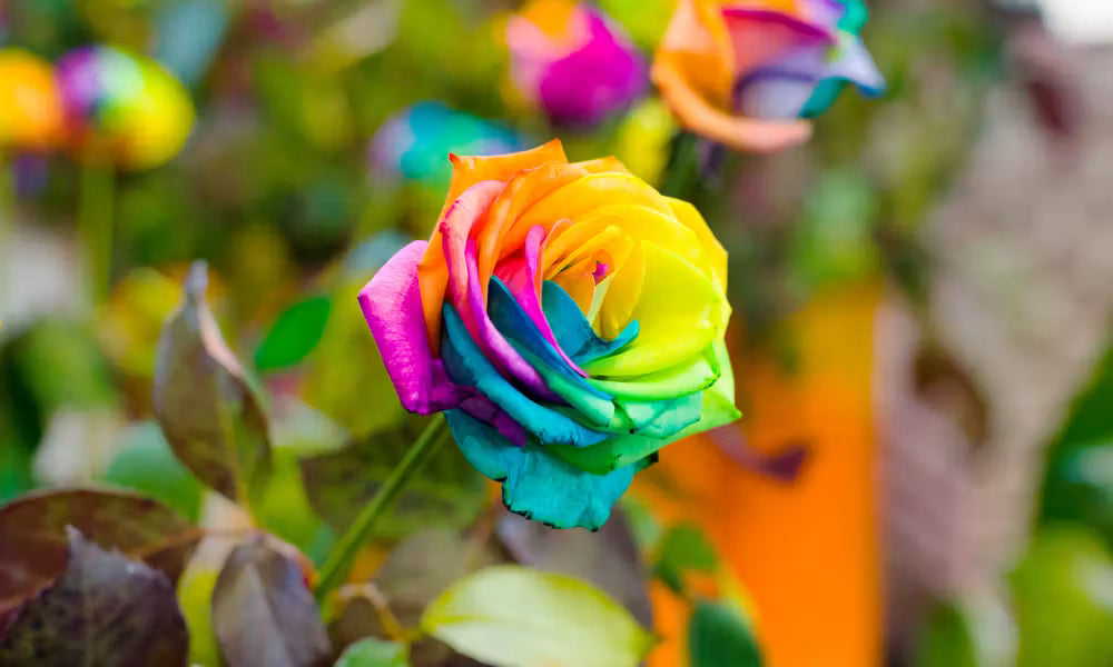 MultiColor Rose Flower seeds for Planting Premium Quality Heirloom & GMO Free Seeds for Home Garden
 
 Sale