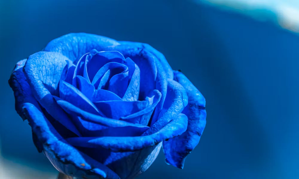 Dark Blue Rose Flower Seeds Seasonal Bloomer Heirloom & GMO Free Seeds for Home Garden
 
 Sale