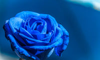 Dark Blue Rose Flower Seeds Seasonal Bloomer Heirloom & GMO Free Seeds for Home Garden
 
 Sale