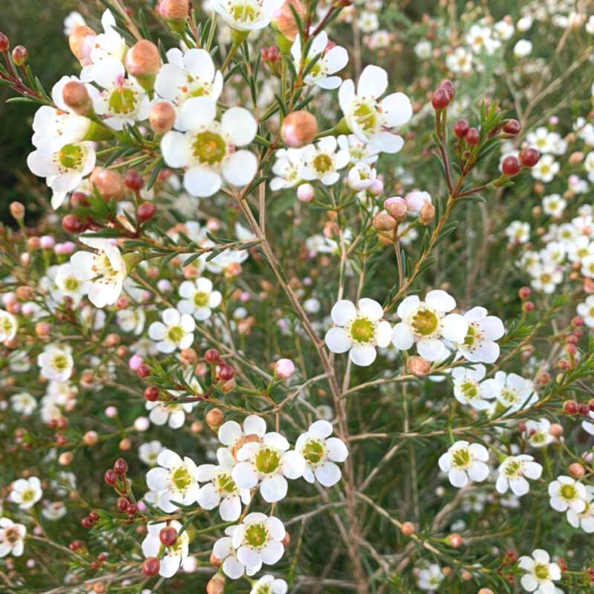 Mixed Wax Flower seeds for Planting - Seasonal Bloomer, Heirloom & GMO Free Seeds for Home Garden