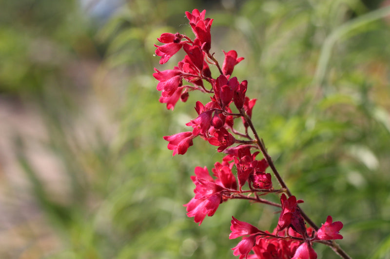 Red Heuchera Flower seeds for Planting - Perfect for Borders, Heirloom & GMO Free Seeds for Home Garden