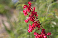 Heirloom Coral Bells Flower seeds for Planting Long Bloom Season Heirloom & GMO Free Seeds for Home Garden