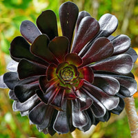 Arboreum Flower seeds for Planting Fragrant Blossoms Heirloom & GMO Free Seeds for Home Garden