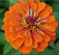 Orange Zinnia Seeds  Garden Essentials for Colorful Blooms