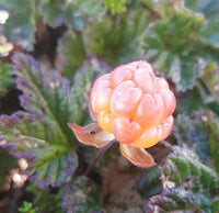 Cloudberry Planting Seeds - Cultivate Rare Garden Fruits