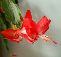 Red Schlumbergera Flower seeds for Planting - Long Bloom Season, Heirloom & GMO Free Seeds for Home Garden