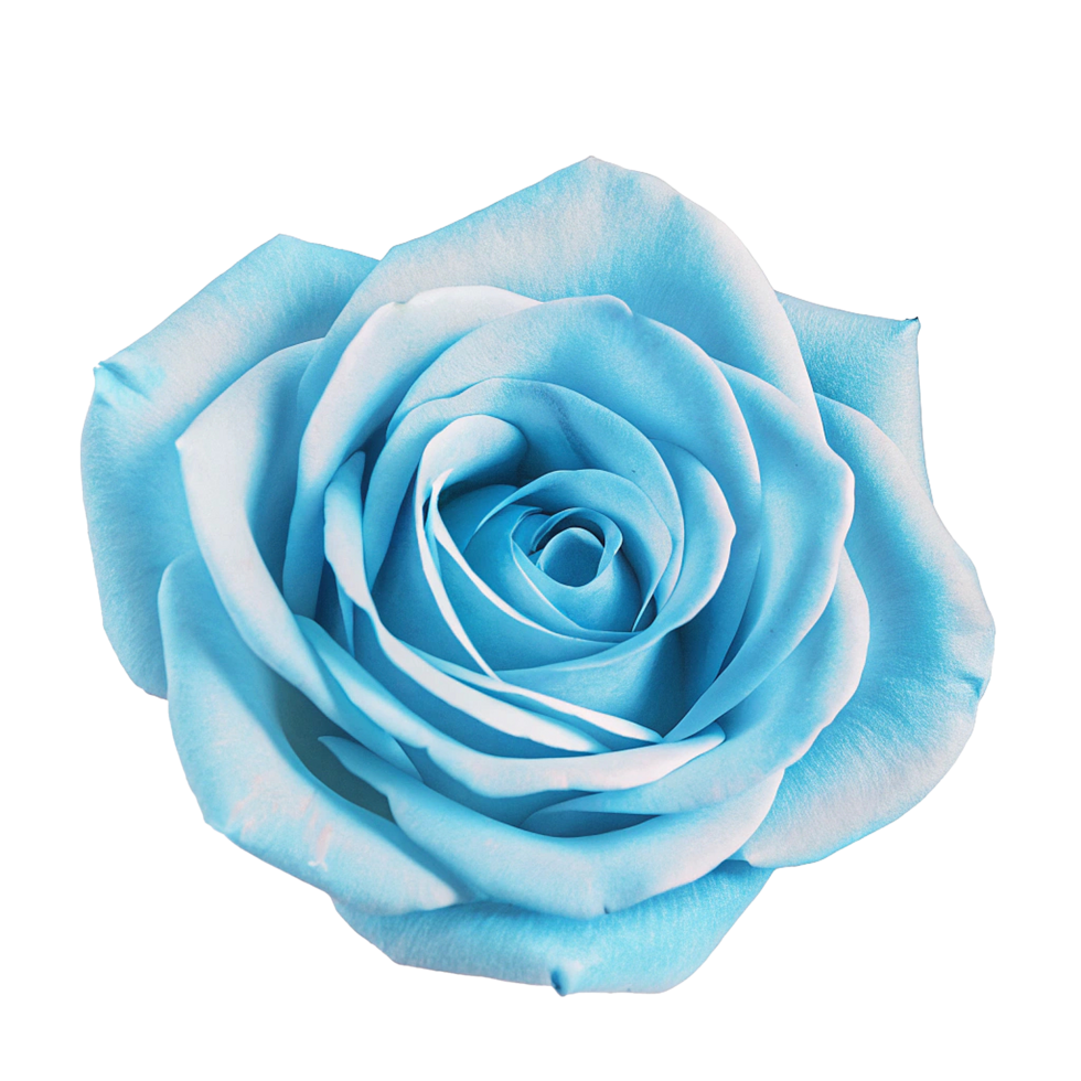 Light Blue Rose Flower Seeds Hardy Variety Heirloom & GMO Free Seeds for Home Garden
 
 Sale