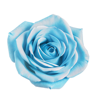 Light Blue Rose Flower Seeds Hardy Variety Heirloom & GMO Free Seeds for Home Garden
 
 Sale
