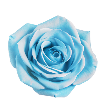 Light Blue Rose Flower Seeds Hardy Variety Heirloom & GMO Free Seeds for Home Garden
 
 Sale