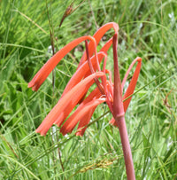 Cyrtanthus Brachyscyphus Flower seeds for Planting - Hardy Variety, Heirloom & GMO Free Seeds for Home Garden