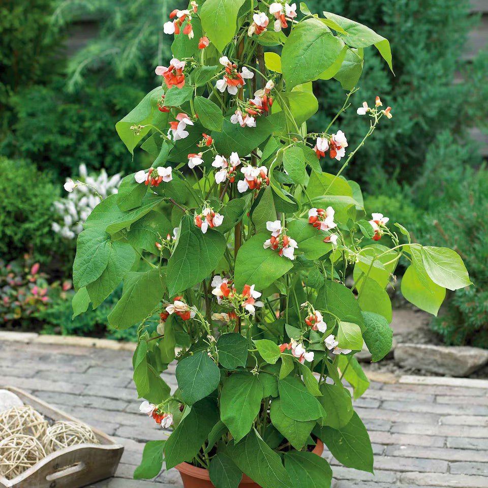 Bean Hestia Flower seeds for Planting Cottage Garden Essential Heirloom & GMO Free Seeds for Home Garden
