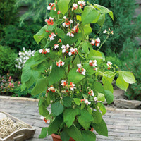 Bean Hestia Flower seeds for Planting Cottage Garden Essential Heirloom & GMO Free Seeds for Home Garden