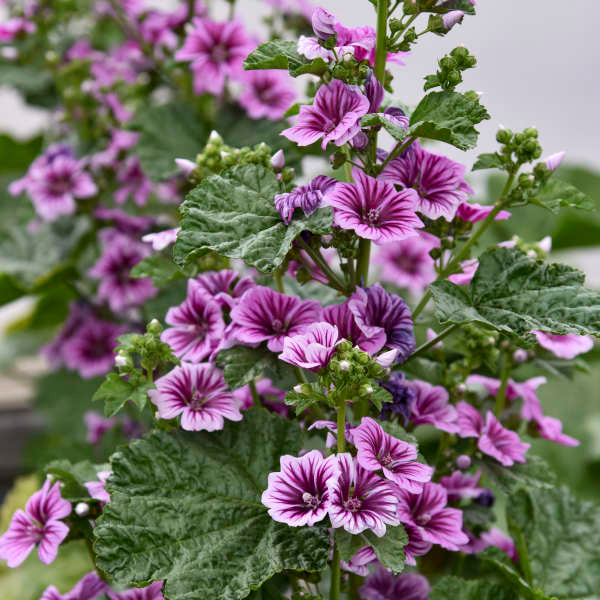 Purple White Zebra Mallow Flower seeds for Planting Premium Quality Heirloom & GMO Free Seeds for Home Garden 
 
 Sale