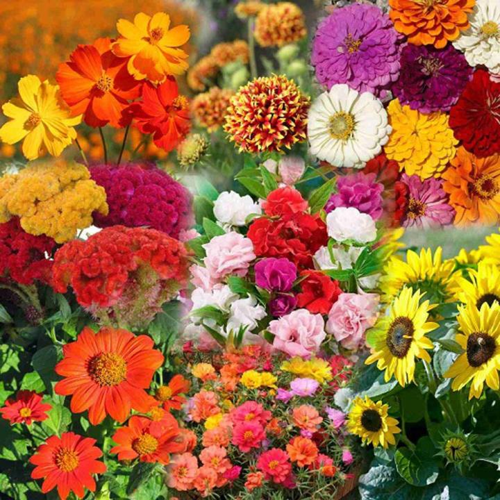 Micrantha Flower seeds for Planting - Colorful Display, Heirloom & GMO Free Seeds for Home Garden