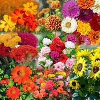 Micrantha Flower seeds for Planting - Colorful Display, Heirloom & GMO Free Seeds for Home Garden