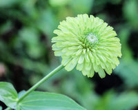 Green Zinnia Elegans Flower seeds for Planting Premium Quality Heirloom & GMO Free Seeds for Home Garden
 
 Sale