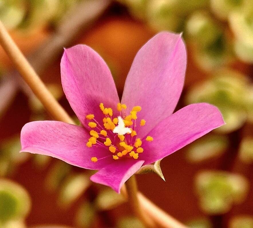Pink Anacampseros Flower seeds for Planting - Pollinator Friendly, Heirloom & GMO Free Seeds for Home Garden