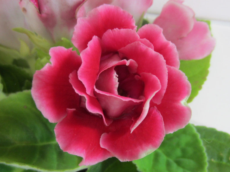 Pink Gloxinia Brocade Flower seeds for Planting - Drought Tolerant, Heirloom & GMO Free Seeds for Home Garden