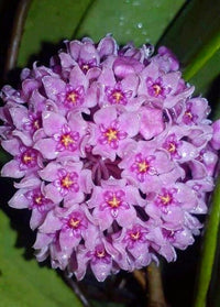 Purple Hoya Flower Seeds for Planting Cottage Garden Essential Heirloom & GMO Free Seeds for Home Garden
 
 Sale