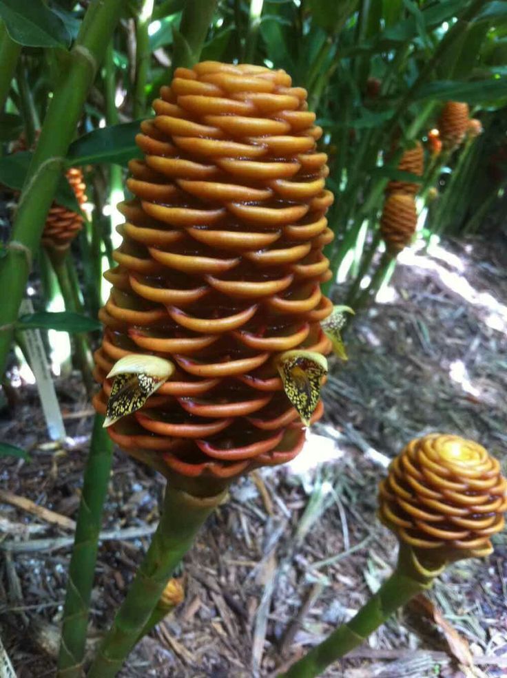 Brown Ginger Flower seeds for Planting Garden Favorite Heirloom & GMO Free Seeds for Home Garden 
 
 Sale