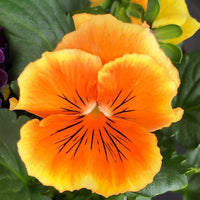 Orange Frizzle Sizzle Flower seeds for Planting - Perfect for Borders, Heirloom & GMO Free Seeds for Home Garden