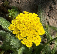 Achillea Seeds for Planting: Grow Colorful Blooms in Your Garden