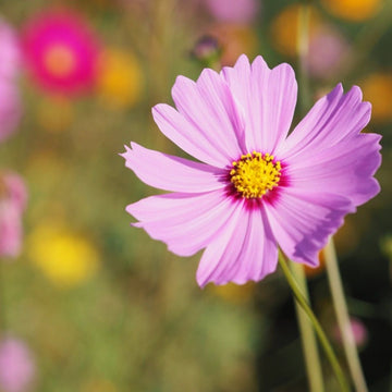 Cosmos Flower seeds for Planting Shade Tolerant Heirloom & GMO Free Seeds for Home Garden