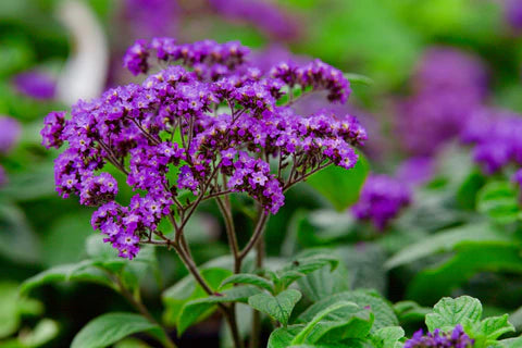Heliotrope Flower seeds for Planting - Wildflower Mix, Heirloom & GMO Free Seeds for Home Garden